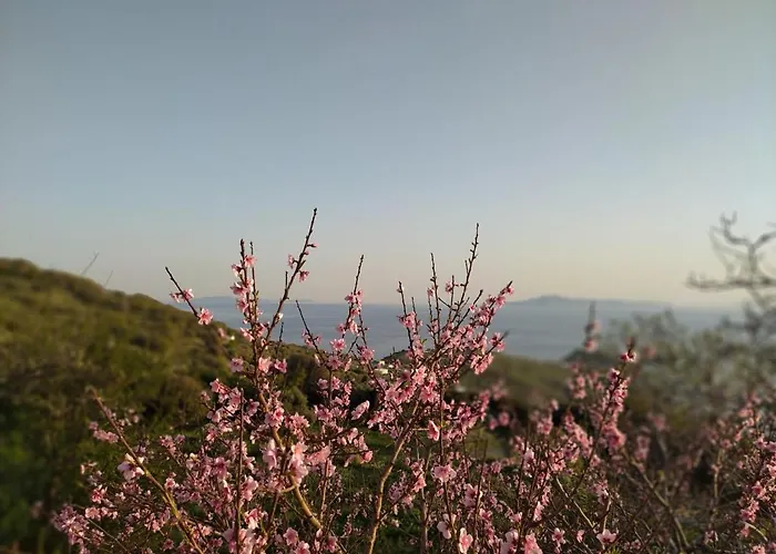 το αρχοντικό της ιωάννας ιι Aprovaton